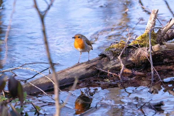 Selective Shot European Robin Bird Wood Water — Stock Photo, Image