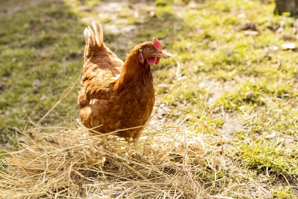 Primer Plano Gallo Campo Agrícola Bajo Luz Del Sol Campo —  Fotos de Stock