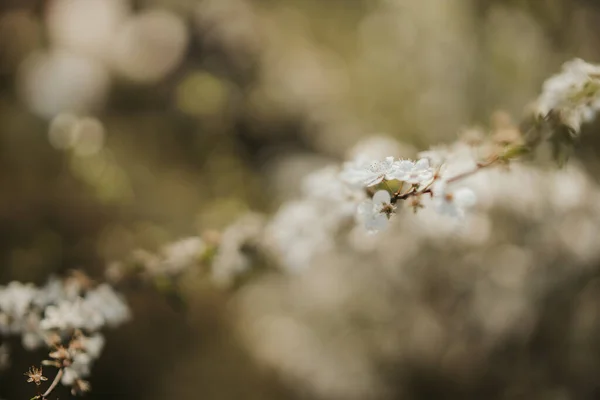 Mise Point Sélective Fleurs Blanches Printemps Sur Une Branche Fond — Photo