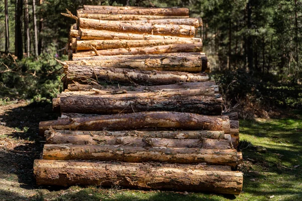 Tiro Perto Uma Pilha Troncos Uma Floresta — Fotografia de Stock