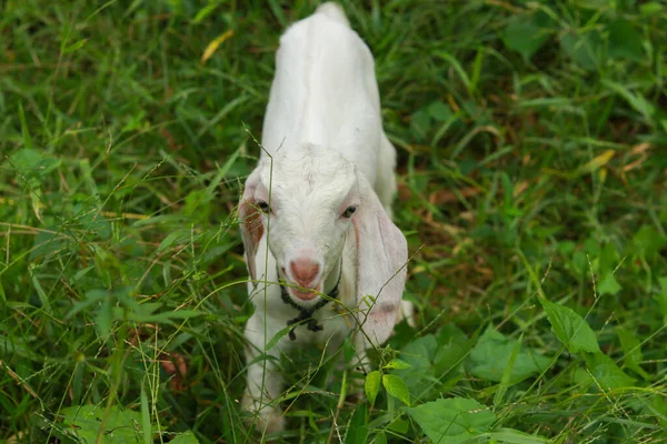 Мила Маленька Коза Пасеться Зеленому Лузі — стокове фото