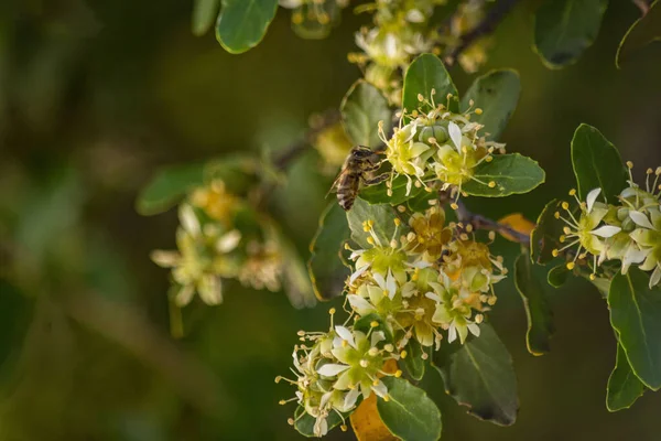 Прекрасний Макровид Бджолу Приземлену Білій Квітці Зеленим Листям Розмитому Тлі — стокове фото