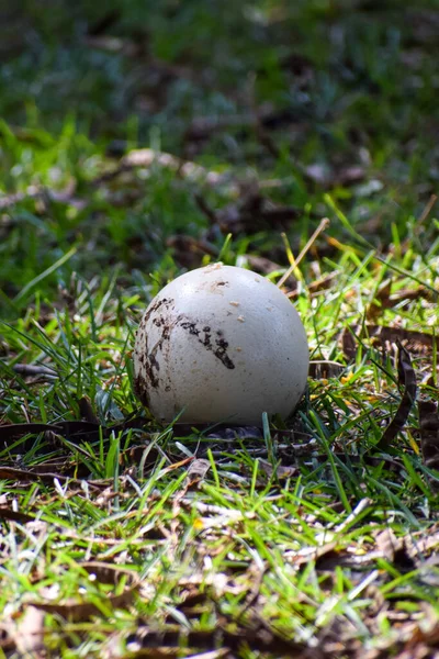 Ett Vertikalt Skott Ett Ägg Det Gröna Gräset — Stockfoto