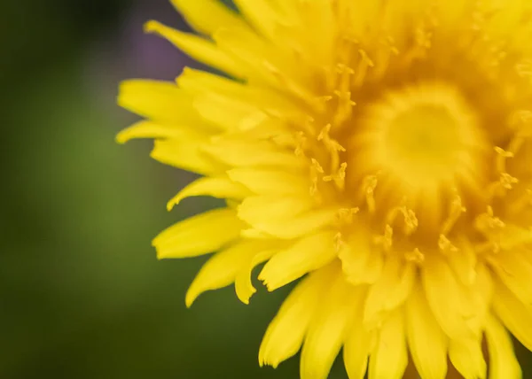 Makroaufnahme Einer Neuen Blühenden Halb Sichtbaren Sonnenblume — Stockfoto