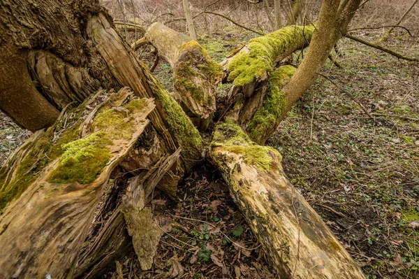 Gros Plan Troncs Arbres Tombés Couverts Mousse Dans Parc — Photo