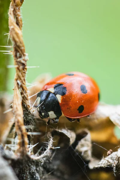 Foyer Doux Une Minuscule Coccinelle Sur Une Feuille Pourrie — Photo