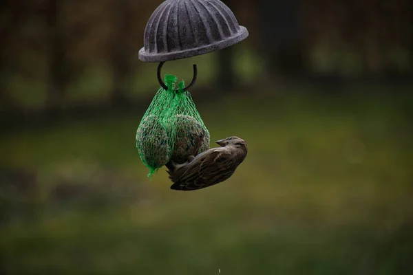 Eine Nahaufnahme Eines Sperlings Der Auf Netzen Mit Vogelfutter Einem — Stockfoto