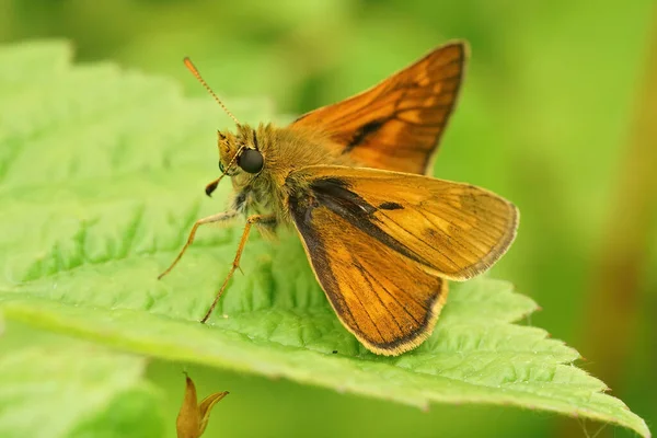 Zbliżenie Dużego Kapitana Ochlodes Sylvanus Motyl Otwartymi Skrzydłami Zielonym Liściu — Zdjęcie stockowe