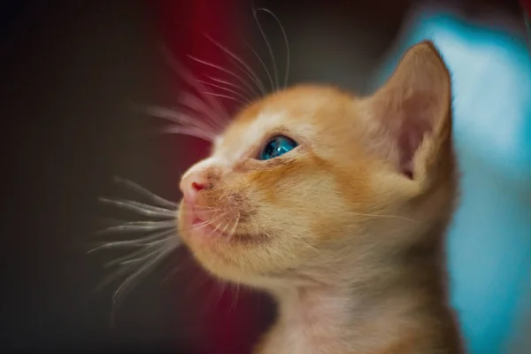 Een Headshot Van Een Schattige Gember Huiselijk Kortharig Poesje Met — Stockfoto