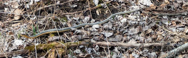 Veduta Panoramica Terreno Boschivo Con Foglie Rami Serpente Caduti Secco — Foto Stock