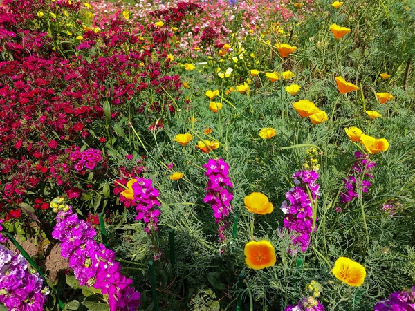 Lindas Flores Amarelas Eschscholzia Lemmonii Cultivadas Parque — Fotografia de Stock