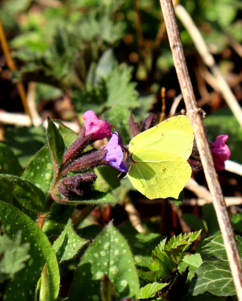 Eine Vertikale Nahaufnahme Des Schwefelfalters Gonepteryx Rhamni Der Pollen Einer — Stockfoto