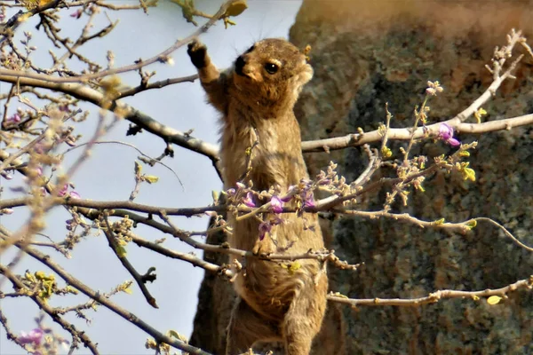 Selektiv Fokusbild Dassie Hängande Ett Blommande Träd Namibia — Stockfoto