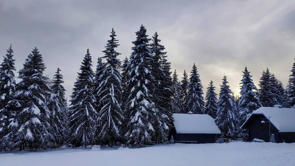 Beautiful Winter Landscape Snow Covered Pine Trees Houses Gloomy Day — Stock Photo, Image