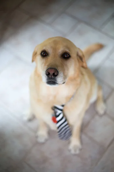 Een Verticale Hoge Hoek Schot Van Een Schattige Hond Met — Stockfoto