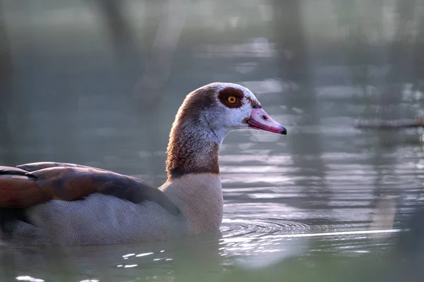 Tiro Uma Superfície Água Pato — Fotografia de Stock