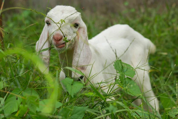 一只可爱的小山羊在绿色的草地上吃草 — 图库照片