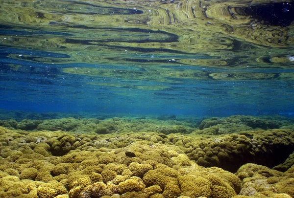 Мальовничий Знімок Коралових Рифів Рибою Під Водою — стокове фото