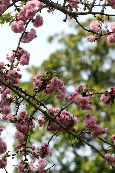 Ağaç Dallarında Bulanık Bir Arka Planda Kiraz Çiçeğinin Dikey Görüntüsü — Stok fotoğraf