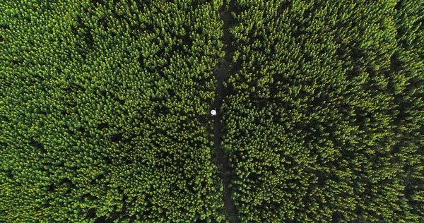 Vrouw Loopt Een Zonnebloemveld Luchtfoto Naar Beneden Drone Uitzicht Boven — Stockfoto