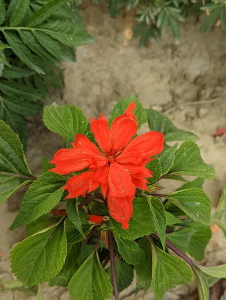 Primer Plano Una Flor Hibisco Rojo Floreciendo Jardín — Foto de Stock