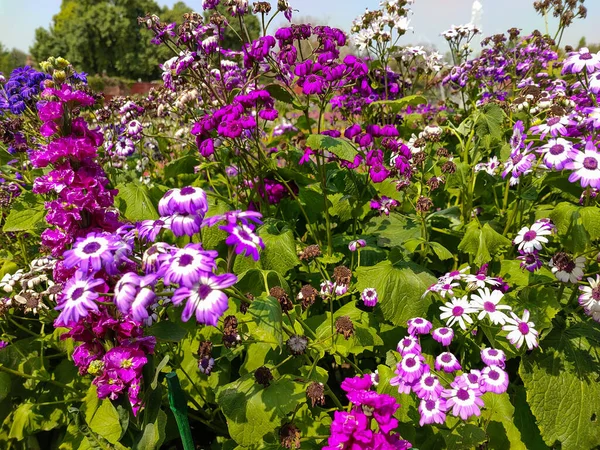 Красивые Фиолетовые Цветы Выращенные Парке — стоковое фото
