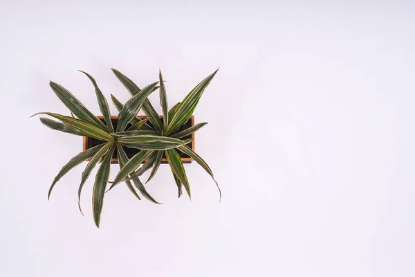 Horní Pohled Rostliny Dracaena Izolované Bílém Pozadí — Stock fotografie