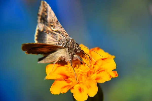 Une Belle Vue Macro Papillon Brun Blanc Sur Fleur Jaune — Photo