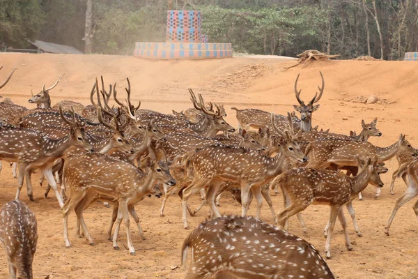 Troupeau Cerfs Ferme Pendant Journée — Photo