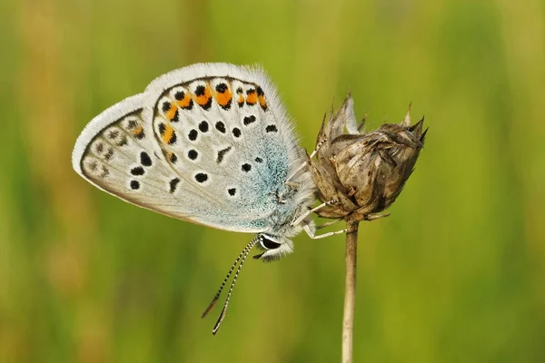 Detailní Záběr Stříbřitě Ozdobeného Modrého Plebejus Argus Motýla Uzavřenými Křídly — Stock fotografie