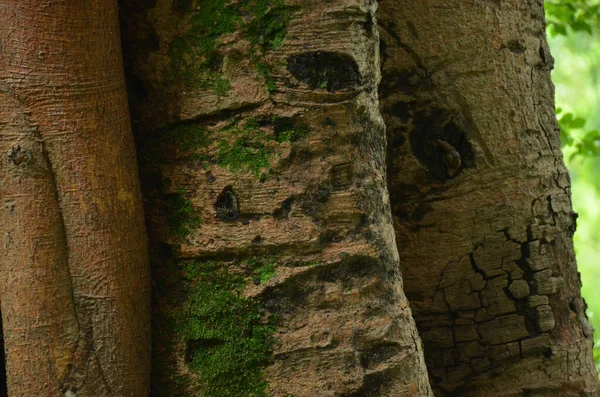 Zbliżenie Ujęcie Zielonego Grzyba Wielkim Drzewie Banyan — Zdjęcie stockowe