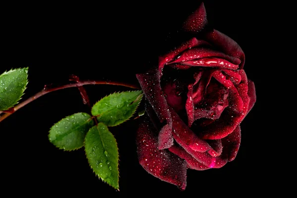 Gros Plan Une Rose Rouge Sur Fond Sombre — Photo