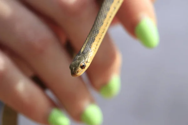 女性の手に小さな茶色のヘビ — ストック写真