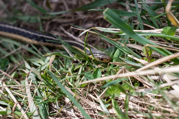 Een Slang Glijdt Grond Een Bos Omringd Door Hoge Bladeren — Stockfoto