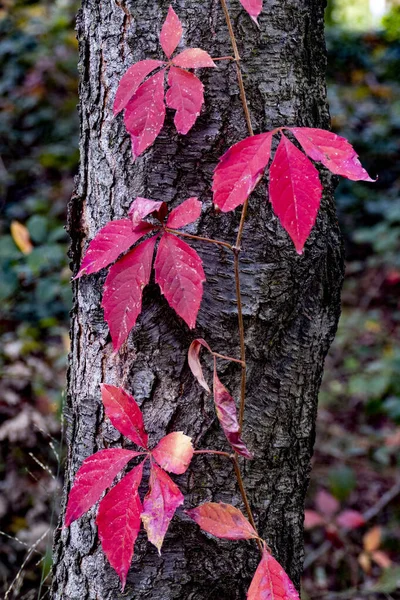 Närbild Bild Röda Maiden Druva Träd Blad — Stockfoto