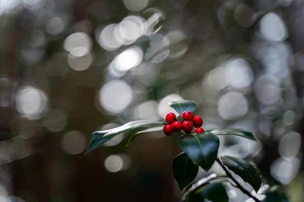 Een Zachte Focus Van Een Hulst Plant Met Rode Bessen — Stockfoto