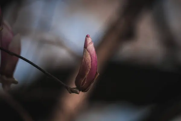 Primer Plano Hermosos Lirios Magnolia Creciendo Árbol —  Fotos de Stock