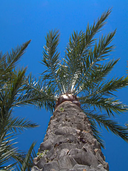 Låg Vinkel Skott Palm Träd Blå Himmel Bakgrund — Stockfoto