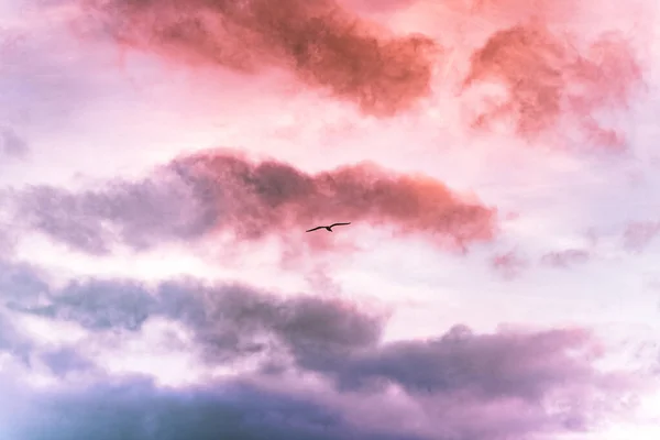 Möwe Fliegt Durch Die Bunten Wolken Des Sonnenuntergangs Sie Gibt — Stockfoto