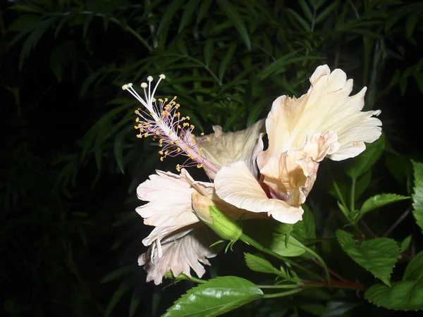 黑色背景上的中国芙蓉特写照片 — 图库照片