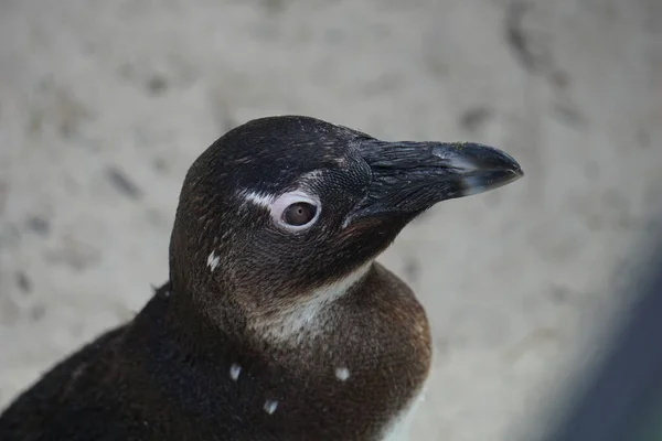 Kısa Gagalı Siyah Bir Penguenin Yakından Çekilmiş Bir Portresi Ilginç — Stok fotoğraf