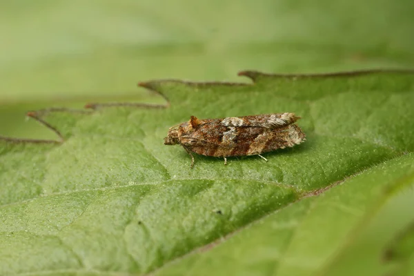 Una Macro Toma Una Polilla Heather Tortrix Hoja — Foto de Stock