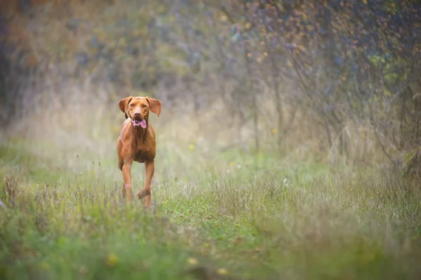 Magyar Vizsla Biegnie Przez Krzaczastą Łąkę Ten Pies Rasa Jest — Zdjęcie stockowe