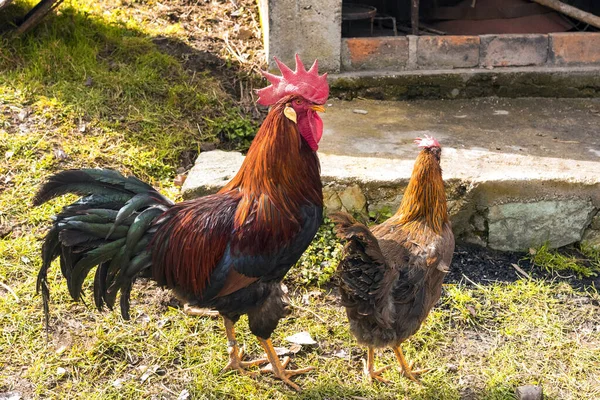田舎の太陽の下で農場の畑の中の鶏の群れ — ストック写真