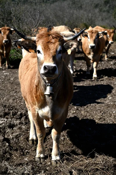 San Martin Francia Marzo 2021 Manada Vacas Sur Francia — Foto de Stock