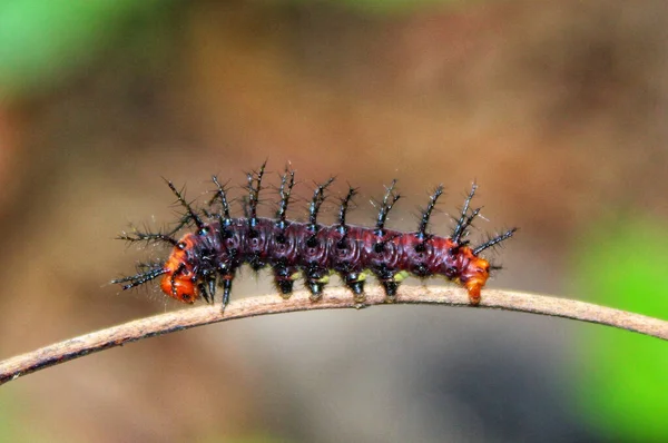 Bulanık Bir Arka Planda Ince Bir Dal Üzerinde Kırmızı Bir — Stok fotoğraf