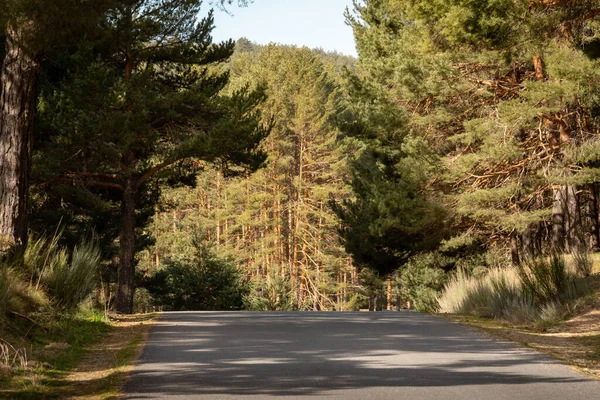 Una Splendida Vista Una Strada Asfaltata Circondata Pini — Foto Stock