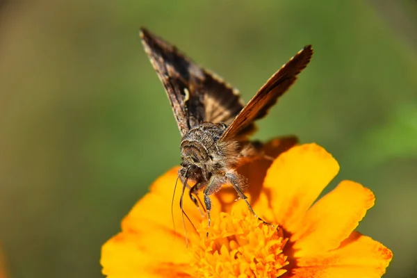 Une Belle Vue Macro Papillon Brun Blanc Sur Fleur Jaune — Photo