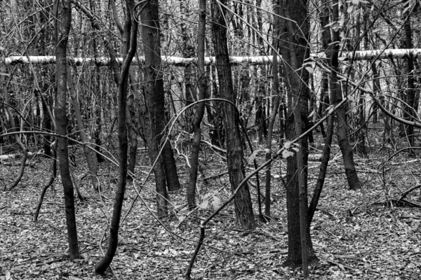 Düşen Yapraklarla Dolu Bir Ormanın Gri Tonlu Görüntüsü — Stok fotoğraf