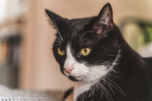 Primer Plano Gato Acostado Silla — Foto de Stock